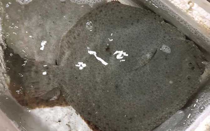 鳎目鱼为什么要扒皮？