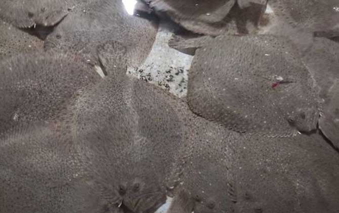 比目鱼价格多少钱一斤？