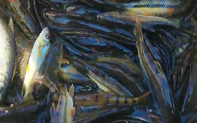 溪石斑用什么饵料钓比较好？-第2张图片