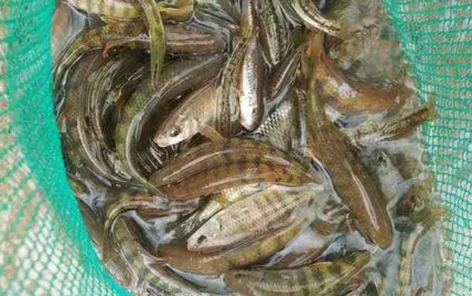 溪石斑用什么饵料钓比较好？-第4张图片