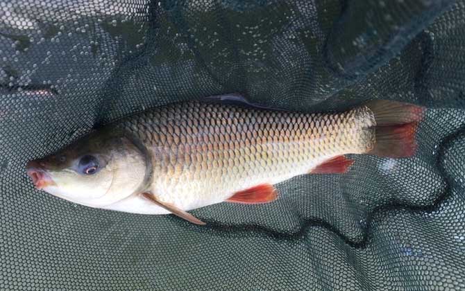 钓鲮鱼最佳调漂方法，以钓底为主，但要根据实际情况灵活应对！-第2张图片