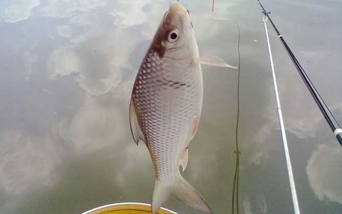 钓土鲮鱼的最佳时间，季节不同，钓鲮鱼的最佳时间也不同！-第2张图片