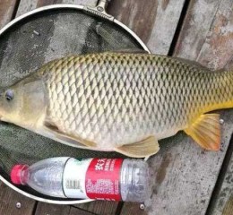 夏季钓鲤鱼的饵料配方大全